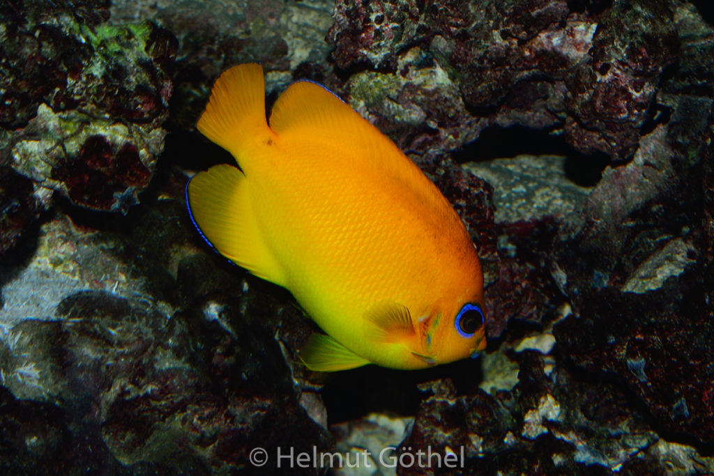 Centropyge flavissima, Zitronen-Zwergkaiserfisch, ZoAqBer_2012-11-02, DSC_2217.jpg