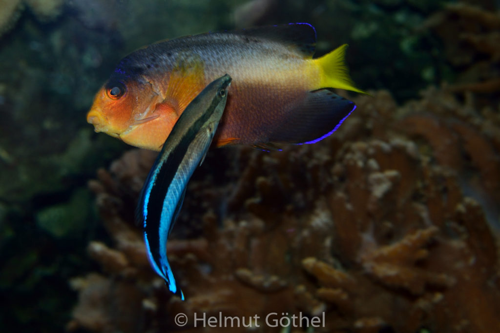 Centropyge multicolor, Vielfarben-Zwergkaiserfisch, Labroides dimidiatus, Gewöhnlicher Putzerfisch, ZoAqBer_2012-11-02, DSC_2213.jpg