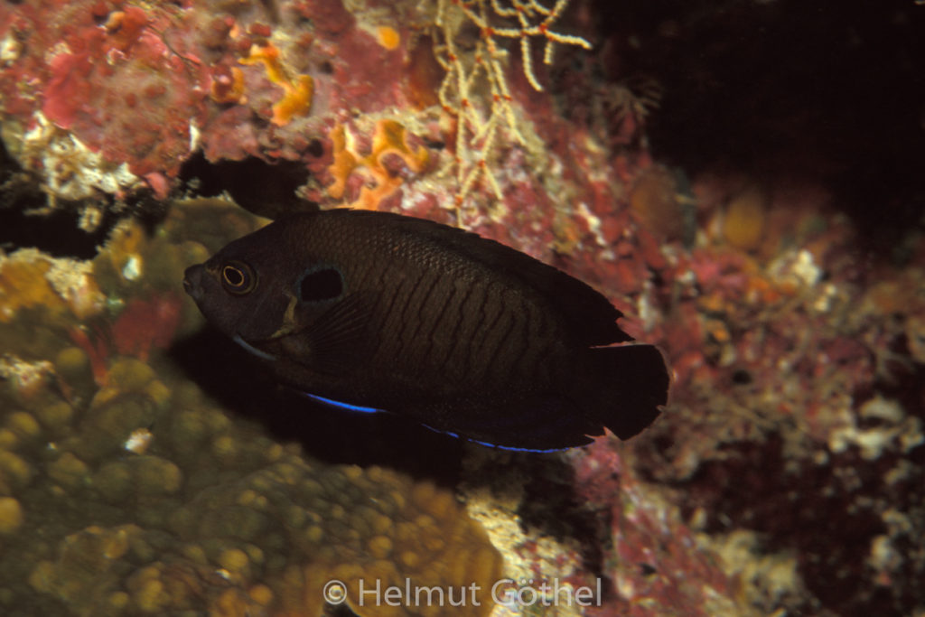 Centropyge multispinnis, Brauner Zwergkaiserfisch, 026, MalEl_1991-06.jpg