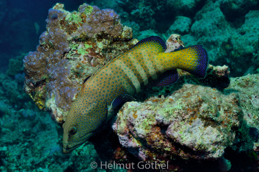 Cephalopholis argus, Pfauen-Zackenbarsch, RMCoBeHaRisü_2014-06-27, nachm, DSC_5682.jpg