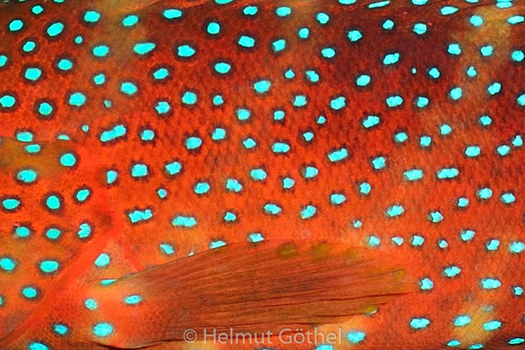 Cephalopholis miniata, Juwelen-Zackenbarsch, Detail, RMUBHaRisü_2012-08-24, DSC_3016.jpg