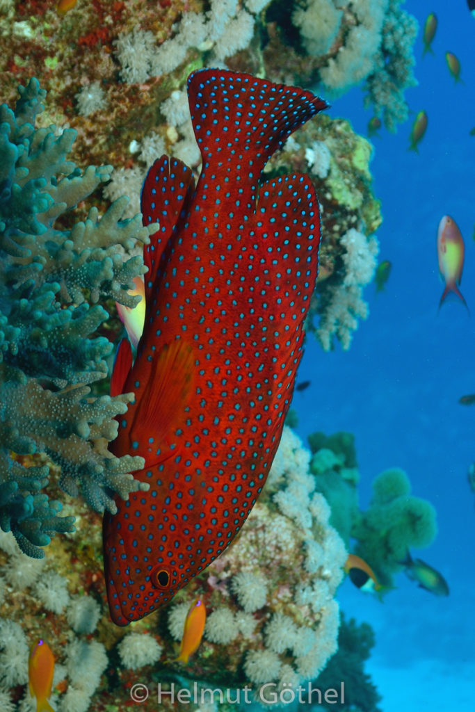 Cephalopholis miniata, Juwelen-Zackenbarsch, RMCoBeShMaAl_2013-06-30, nachm, DSC_3540, Aussch.jpg