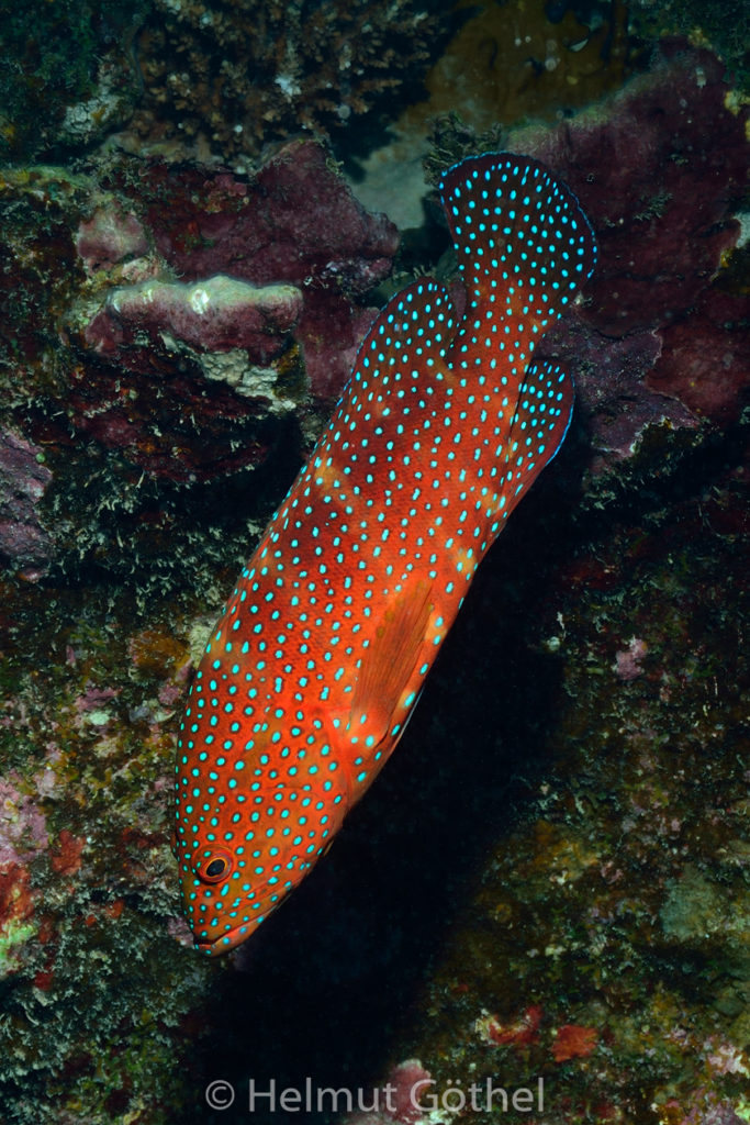 Cephalopholis miniata, Juwelen-Zackenbarsch, RMUBHaRisü_2012-08-24, DSC_3016.jpg