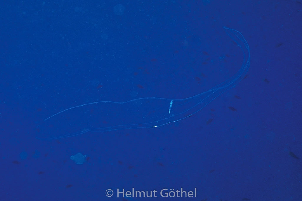Cestum veneris, Venusgürtel, 002, MiIbIsMa2001-07.jpg