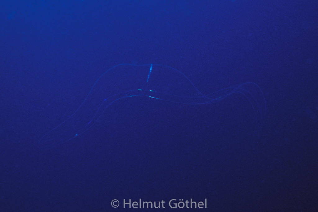 Cestum veneris, Venusgürtel, 002, MiIbSaMiIsMa_2001-07.jpg