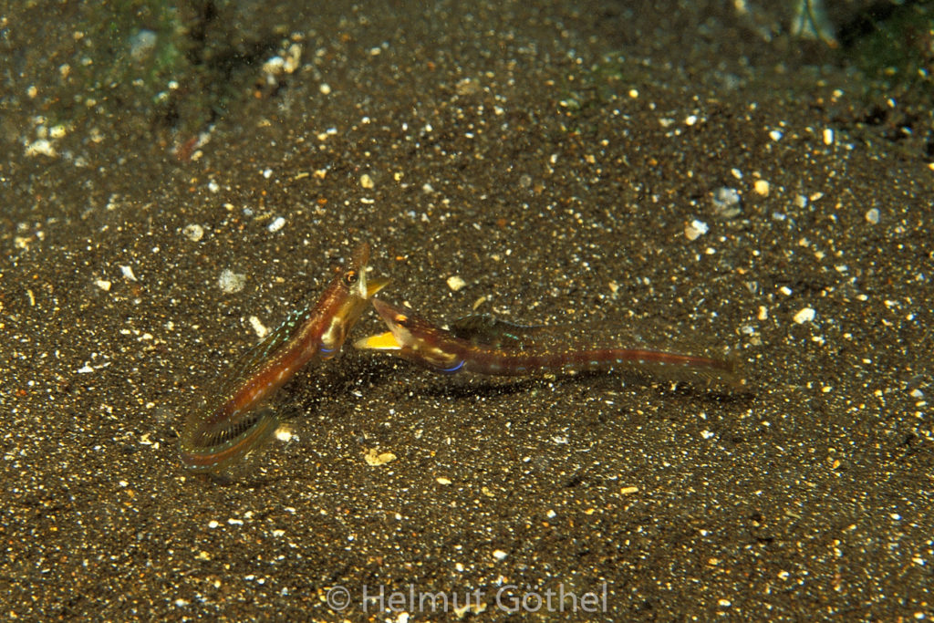 Chaenopsis schmitti, Gelbmaul-Hechtschleimfisch, 009, GalSanPuEg_1996-10.jpg