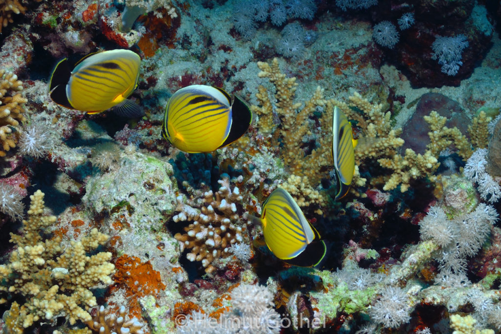Chaetodon austriacus, Rotmeer-Rippelstreifen-Falterfisch, RMUBMesü_2012-08-26, DSC_3193.jpg