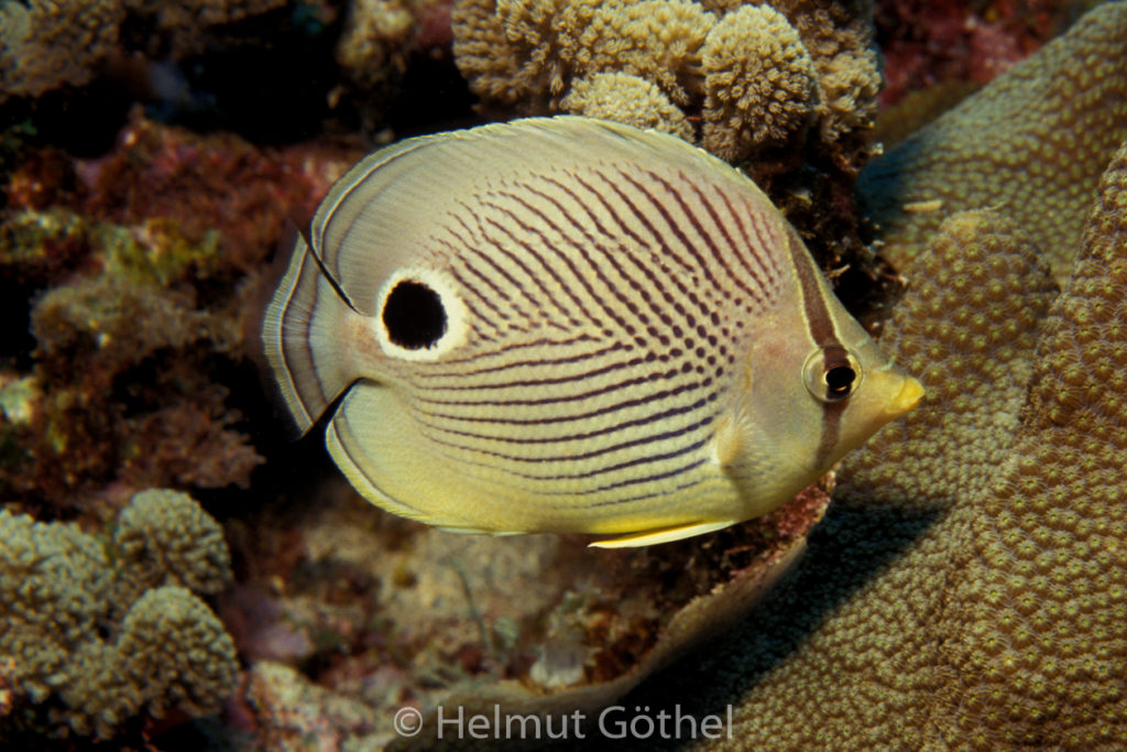 Chaetodon capistratus, Pfauenaugen-Falterfisch, 008, KarBeq_1991-10.jpg