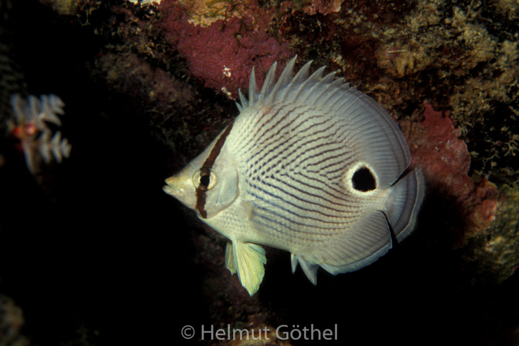 Chaetodon capistratus, Pfauenaugen-Falterfisch, 009, KarBeq_1991-10.jpg
