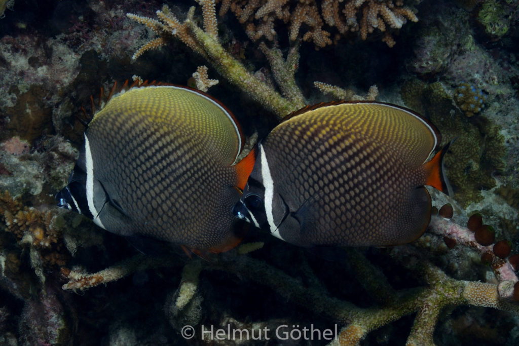 Chaetodon collare, Halsband-Falterfisch-Falterfisch, MalEmbHaRisüaSn, Dämmerung_2015-09-24, DSC_9636.jpg