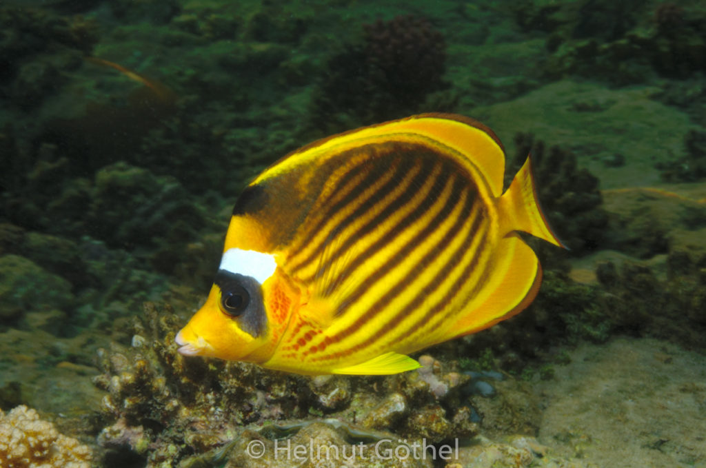 Chaetodon fasciatus, Tabak-Falterfisch, RMUBHaRiSchn_2012-08-14, DSC_0116.jpg