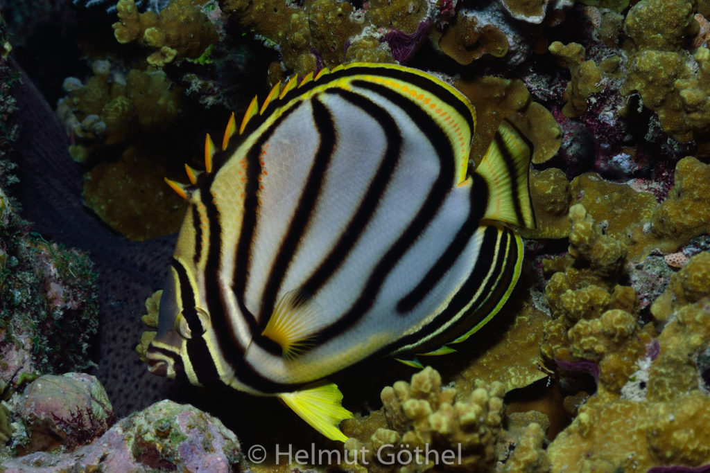 Chaetodon meyeri, Schwarzstreifen-Falterfisch, MalEmbHaRiJe, nacht_2015-09-19, DSC_9001.jpg