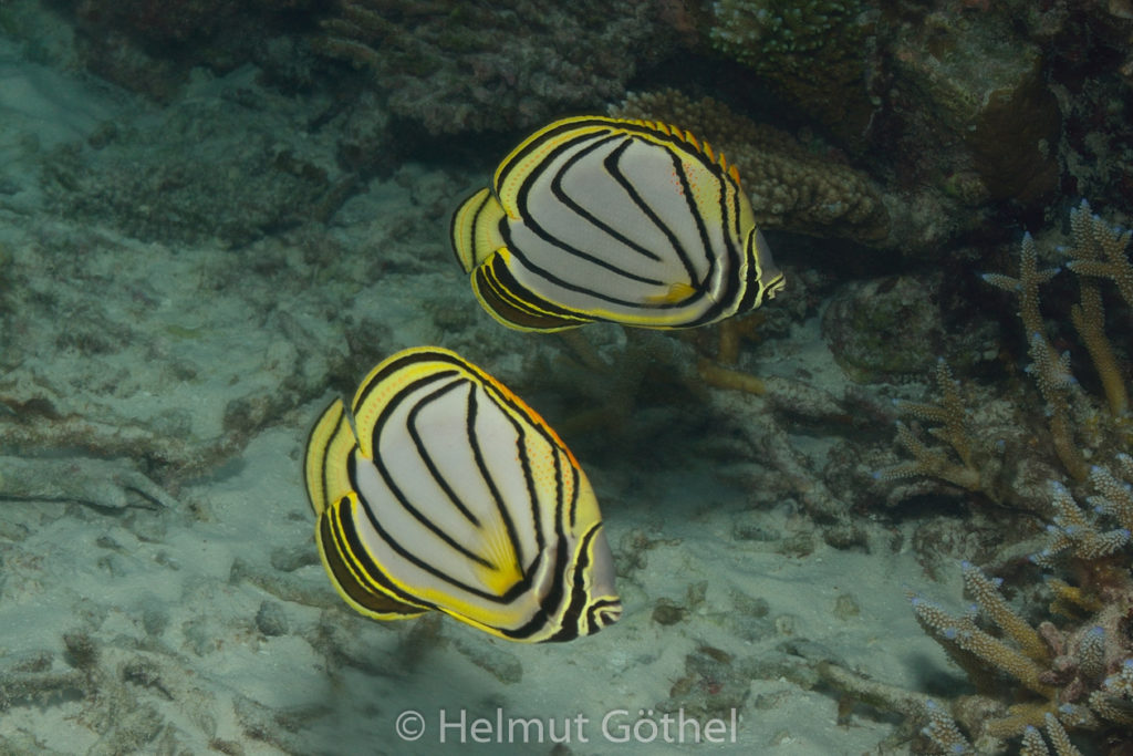 Chaetodon meyeri, Schwarzstreifen-Falterfisch, MalEmbHaRisüaSn, Dämmerung_2015-09-24, DSC_9626.jpg