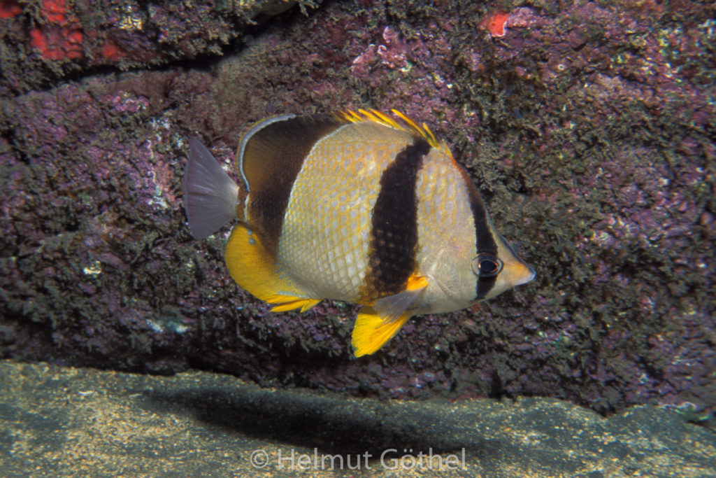 Chaetodon robustus, Robuster Falterfisch, 008, AtKaVeJoVa_1991-12-13.jpg