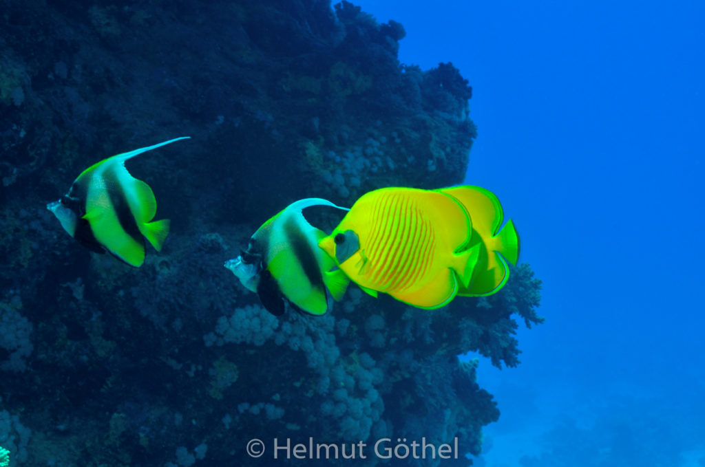 Chaetodon semilarvatus, Heniochus intermedius, Masken-Falterfisch, Rotmeer-Wimpelfisch, RMCoBeShMaAl_2013-06-30, vorm, DSC_3484.jpg