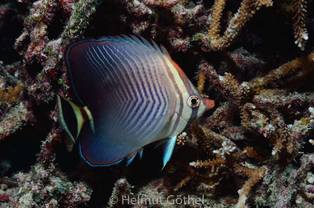 Chaetodon triangulum, Triangel-Falterfisch, MalEmbHaRiJe, nacht_2015-09-19, DSC_8996.jpg