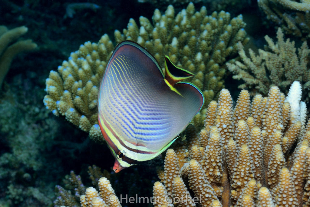 Chaetodon triangulum, Triangel-Falterfisch, MalEmbHaRisüaSn, Dämmerung_2015-09-24, DSC_9618.jpg