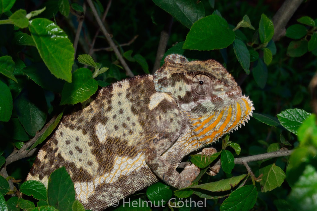 Chamaeleo dilepis, Lappenchamaeloen, TanNduSaLo_2017-02-27, WWM_2964.jpg
