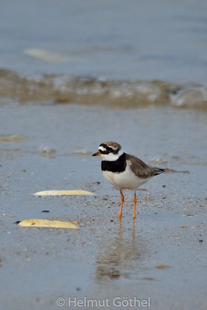 Charadrius hiaticula, Sandregenpfeifer, HeDüNo_2014-09-07, DSC_5566.jpg