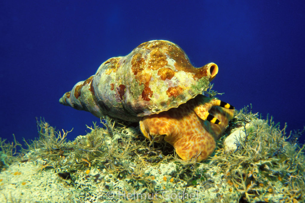 Charonia variegata, Atlantisches Tritonshorn, 001, MiTüKas_1990-09.jpg