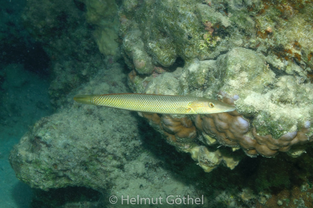 Cheilino inermis, Zigarren-Lippfisch, RMUBHaRiSchn_2012-08-16, DSC_0396.jpg