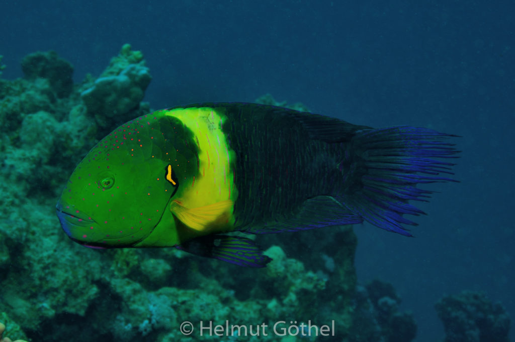 Cheilinus lunulatus, Besenschwanz-Lippfisch, m, RMCoBeHaRisü_2014-06-26, DSC_5407.jpg