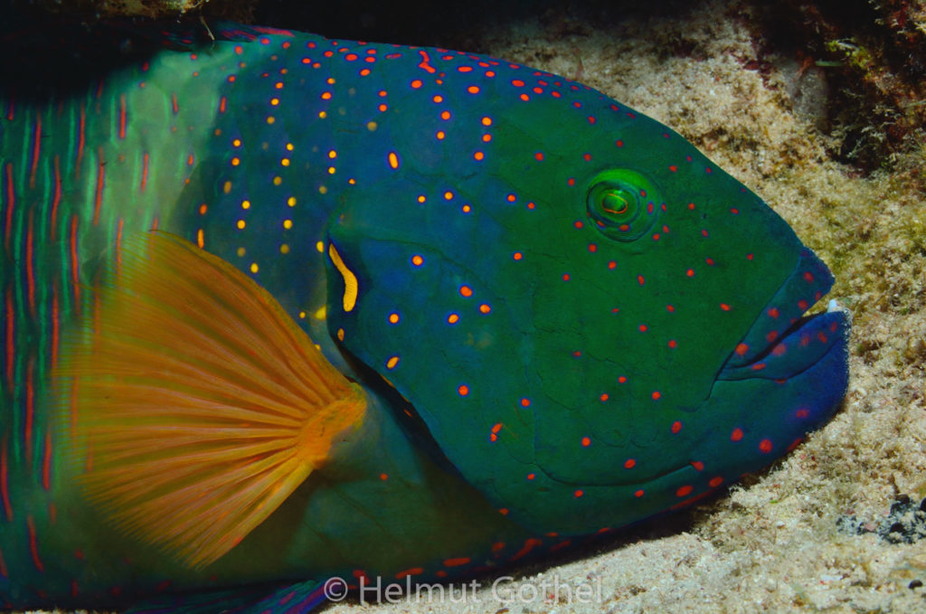 Cheilinus lunulatus, Besenschwanz-Lippfisch, Männchen, RMCoBeHaRisü_2013-07-07, DSC_4124.jpg