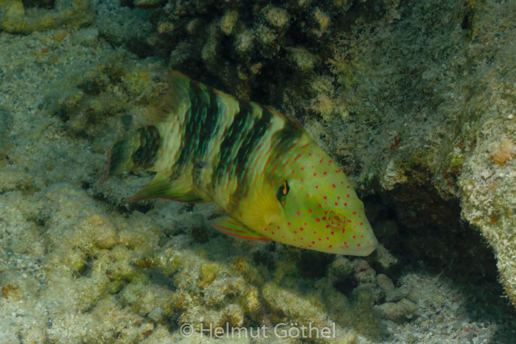 Cheilinus undulatus, Besenschwanz-Lippfisch, RMUBHaRiSchn_2012-08-14, DSC_0100.jpg