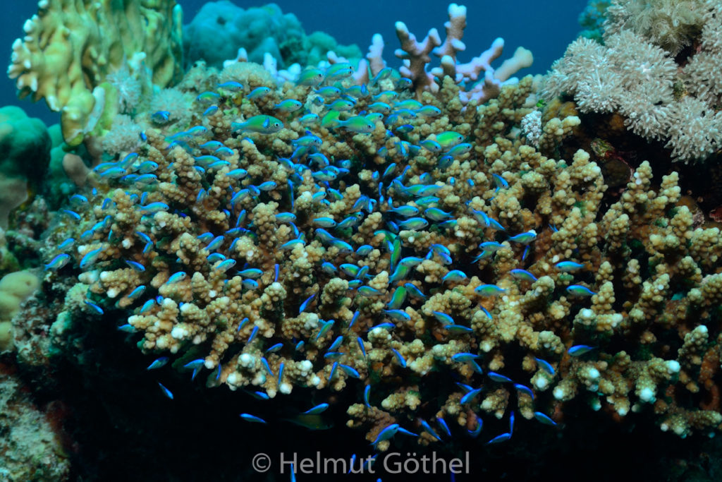 Chromis viridis & Acropora sp, Blaugrüner Chromis & Geweihkoralle, RMKesü_2012-08-24, DSC_2893.jpg