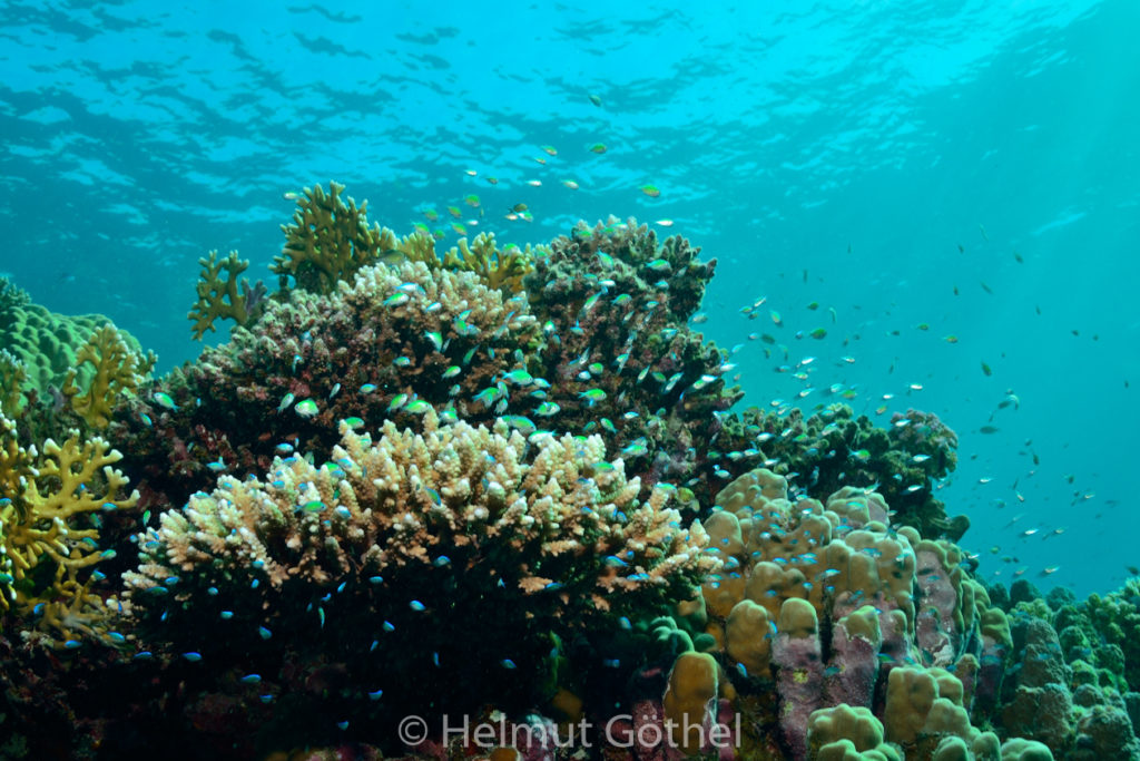 Chromis viridis & Acropora sp, Blaugrüner Chromis & Geweihkoralle, RMUBHaRisü_2012-08-24, DSC_3024.jpg
