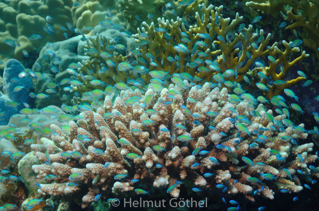 Chromis viridis, Grünes Schwalbenschwänzchen, Blaugrüner Chromis, RMUBHaRisü_2012-08-18, DSC_0546.jpg