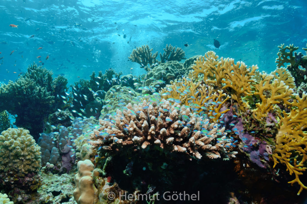 Chromis viridis, Grünes Schwalbenschwänzchen, Blaugrüner Chromis, RMUBHaRisü_2012-08-18, DSC_0550.jpg
