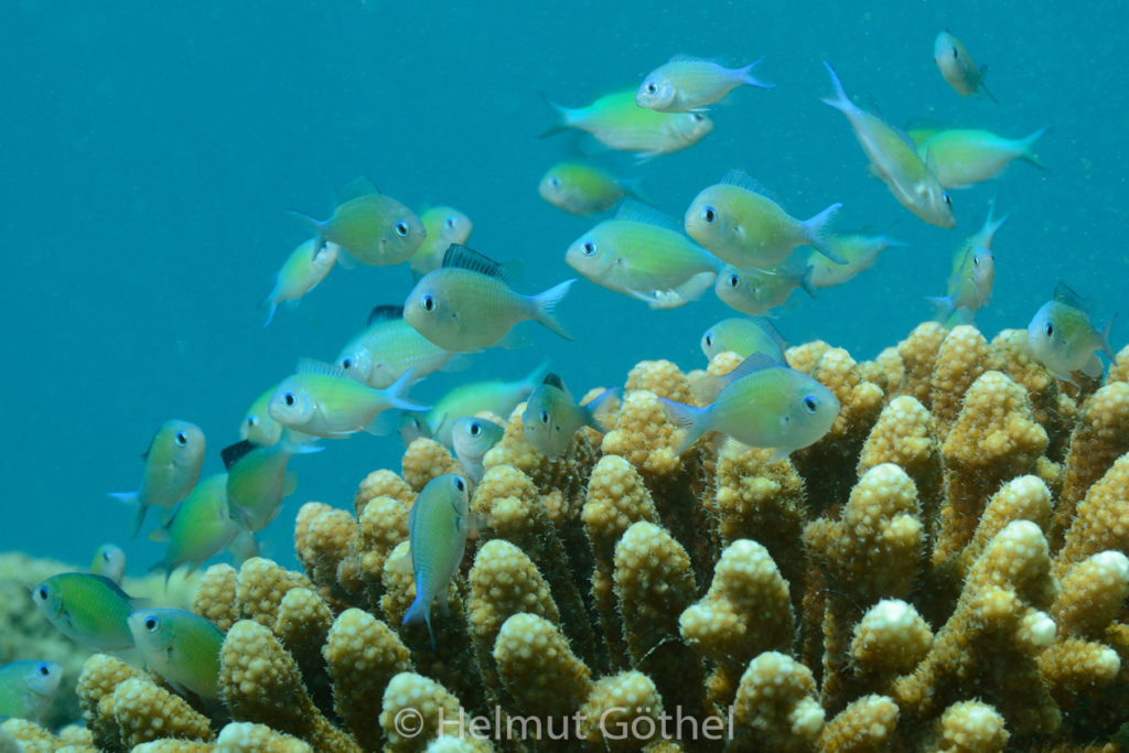 Chromis viridis, Grünes Schwalbenschwänzchen, Blaugrüner Chromis, RMUBHaRisü_2012-08-18, DSC_0571.jpg