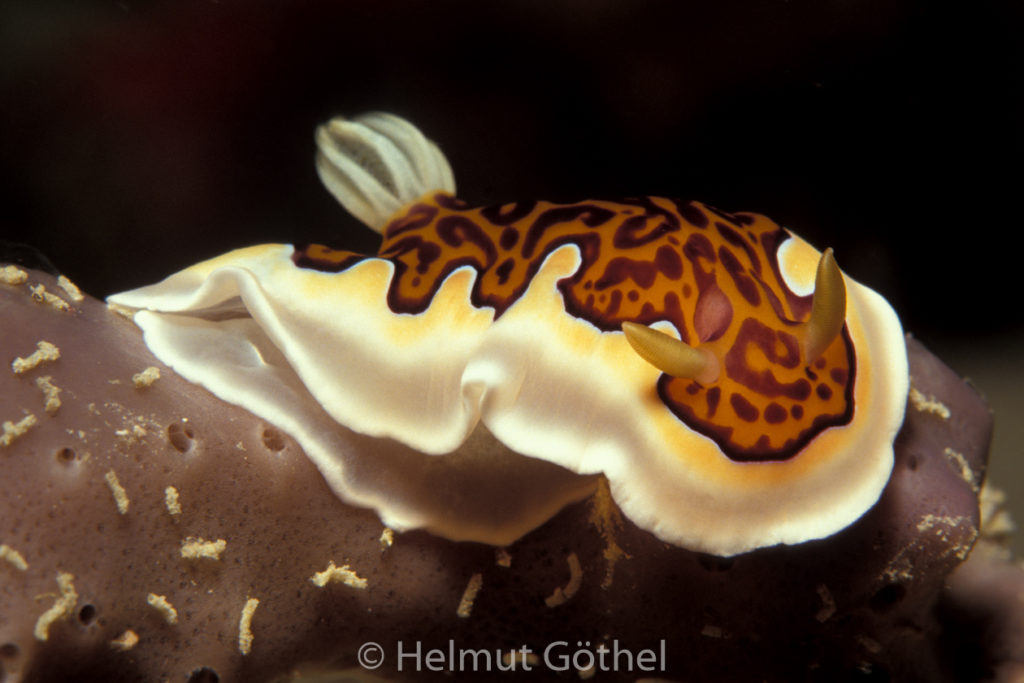Chromodoris gleniei, Leopard-Prachtsternschnecke, 001, MalEl_1990-07.jpg