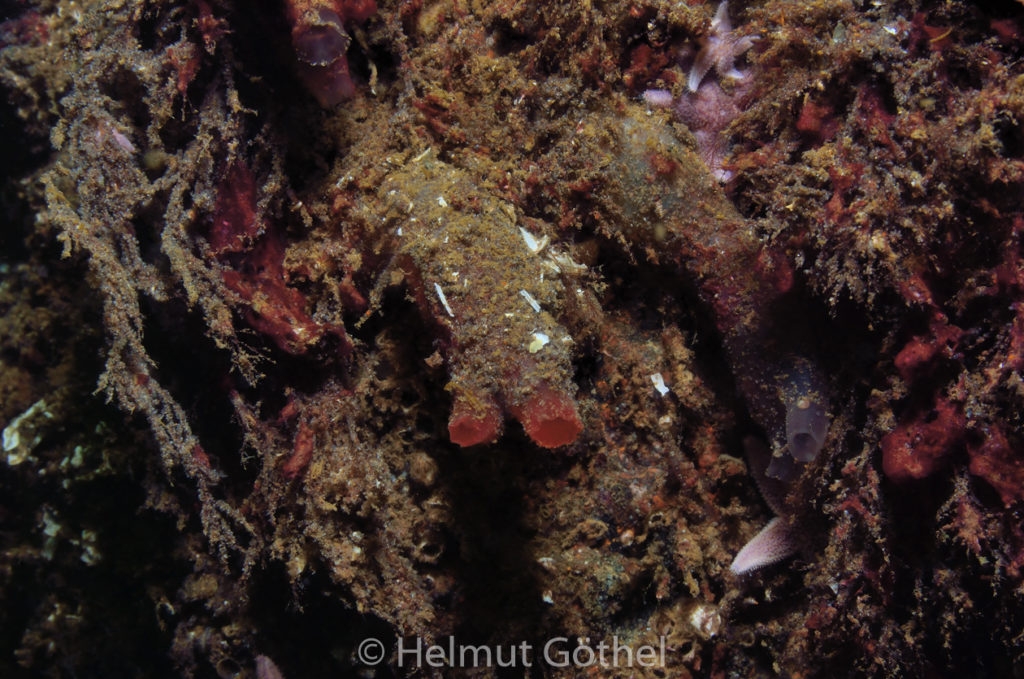 Cionia intestinalis, Schlauchascidie, OstseeEck_2013-08-05, DSC_4840.jpg