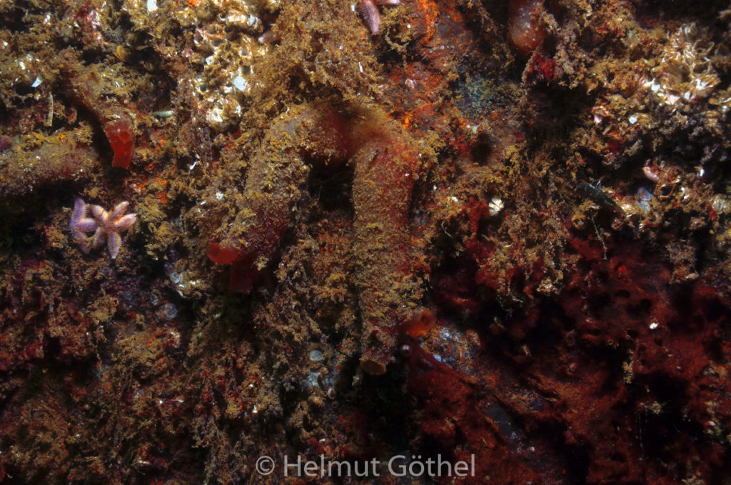 Cionia intestinalis, Schlauchascidie, OstseeEck_2013-08-05, DSC_4845.jpg
