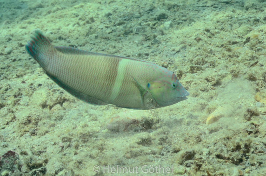 Coris aygula, Spiegelfleck-Lippfisch, RMUBHaRisü_2012-08-17, DSC_0451.jpg