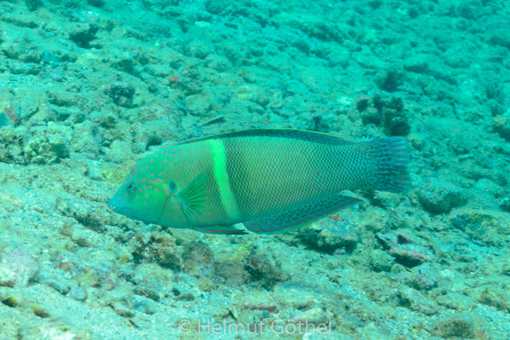 Coris aygula, Spiegelfleck-Lippfisch, RMUBHaRisü_2012-08-22, DSC_2683.jpg