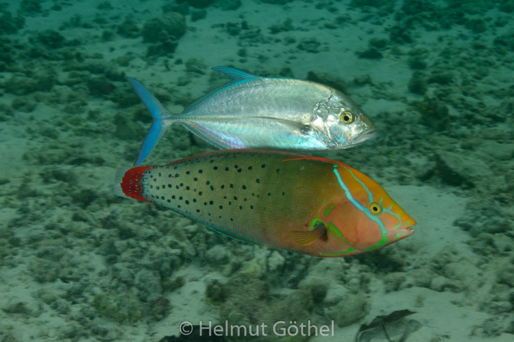 Coris frerei, Indischer Clown-Lippfisch, Königs-Junker, initiale Phase, Carangoides orthogrammus, Goldflecken-Stachelmakrele, juv, MalEmbHaRiJeSn_2015-09-26, DSC_9899.jpg