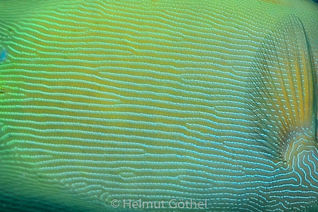 Ctenochaetus striatus, Gestreifter Borstenzahn-Doktorfisch, Detail, RMUBMesü_2012-08-26, DSC_3191.jpg