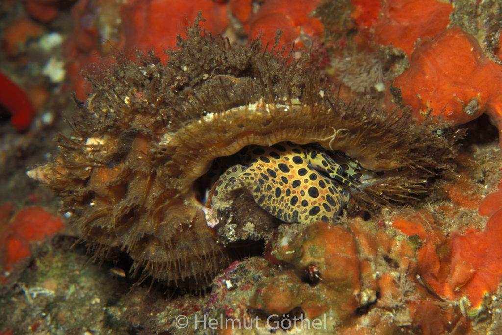 Cymathium corrugatum, BehaartesTritonshorn, 003, MiIbSaMiCa_1996-05.jpg