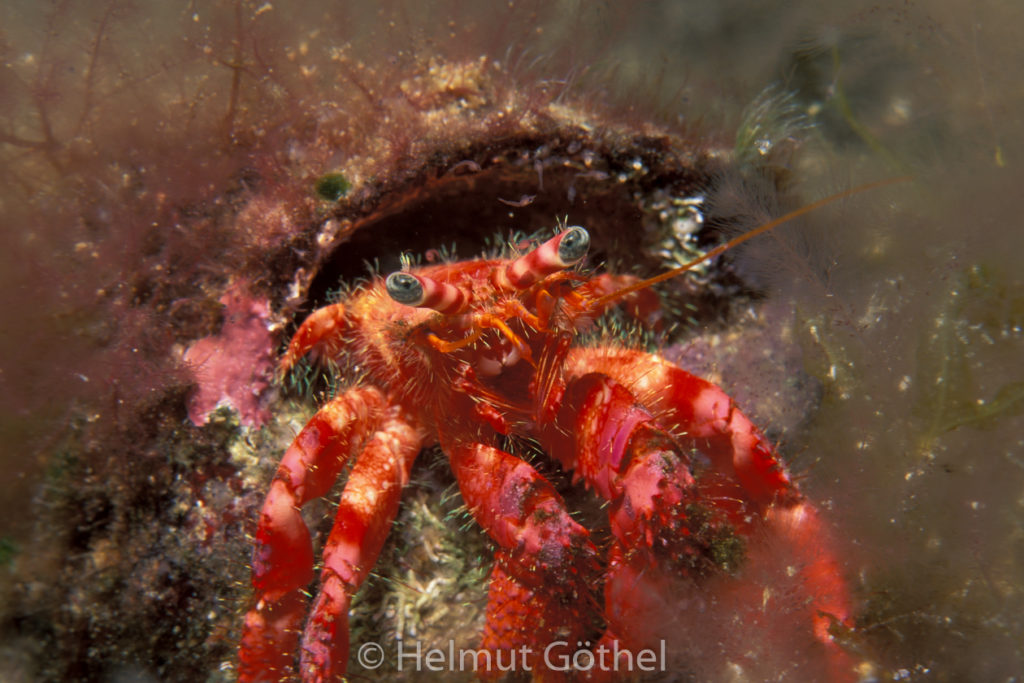Dardanus calidus, Großer Roter Einsiedler, Larven, nacht, 015, MiIBiSaMiIsMu_2001-07.jpg