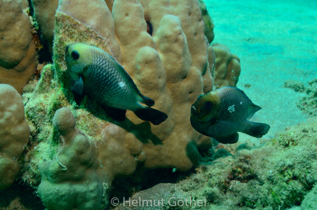 Dascyllus trimaculatus, Dreifleck-Preußenfisch, Laichverhalten, RMKesü_2012-08-24, DSC_2906.jpg