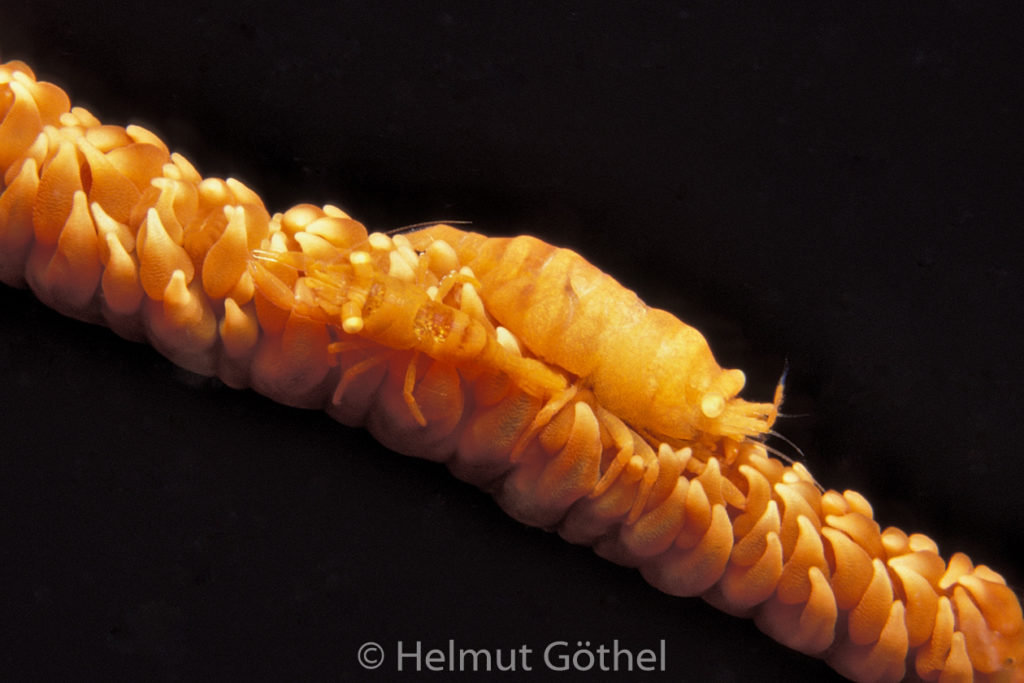 Drahtkorallen-Garnele, Pontonides unciger, 05, MalEl, 1992-06.jpg