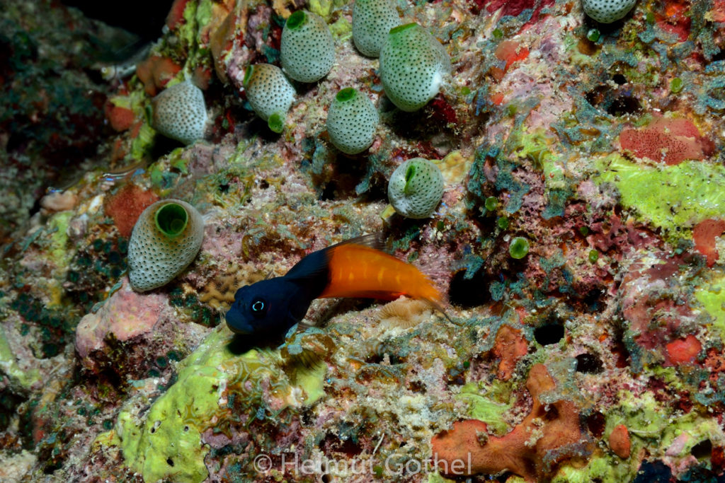 Ecsenius bicolor, Zweifarben-Schleimfisch, -Kammzähner, MalEmbHaRiJe_2015-09-18, DSC_8835.jpg