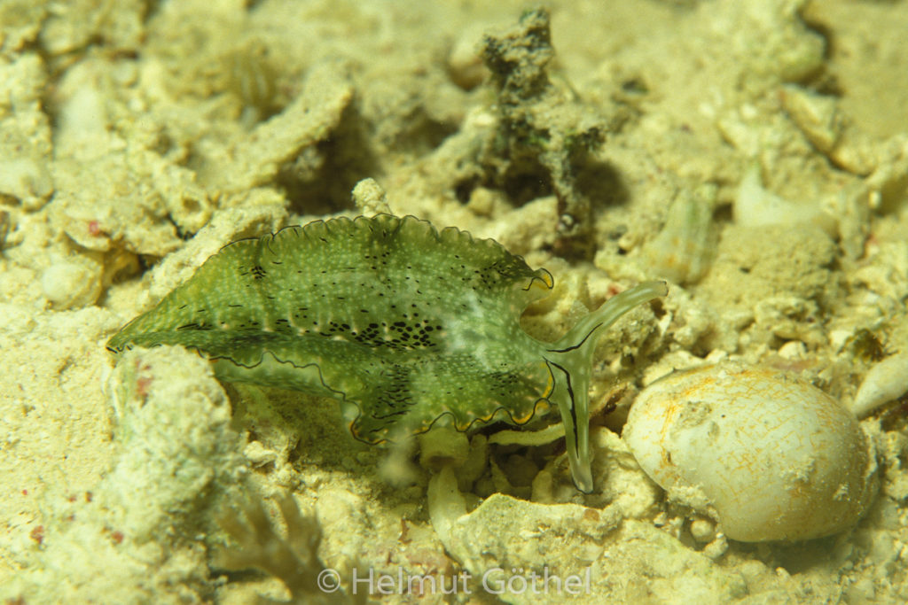 Elysia ornata, Schmuck-Saftsauger, 001, RMPoSaShShWe1992-04.jpg