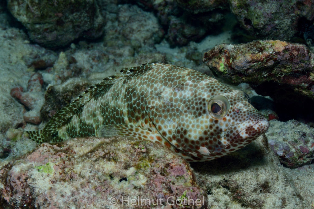 Epinephelus spilotoceps, Vierfleck-Zackenbarsch, MalEmbHaRiJeSn_2015-09-16, DSC_8515, klein.jpg