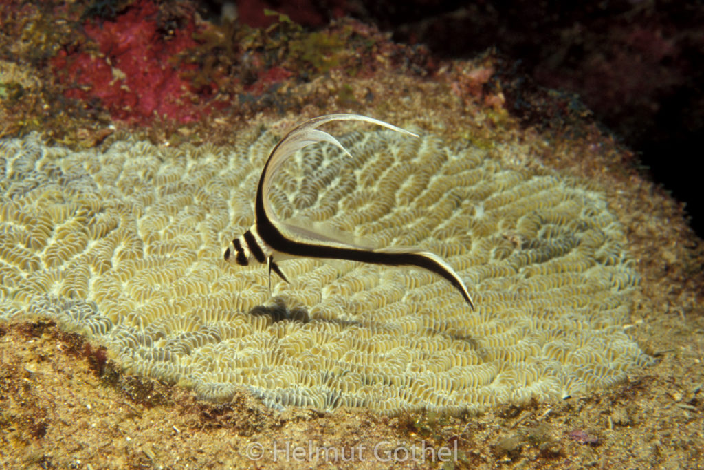 Equetus punctatus, Tüpfel-Ritterfisch, 013, KarBeq_1991-10.jpg