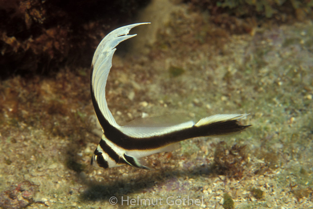 Equetus punctatus, Tüpfel-Ritterfisch, 015, KarBeq_1991-10.jpg