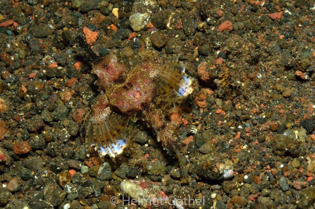 Eurypegasus draconis, Flügelrossfisch, BaTuMe1_2017-09-03, UWB_5257.jpg